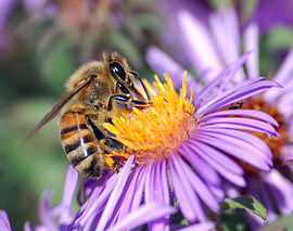 270px-European_honey_bee_extracts_nectar.jpg